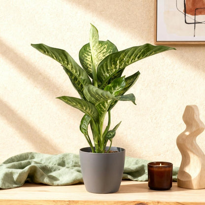 Everspring Diefenbachia Tropic Snow mit grauer und weißer Potter, 90-100cm hohe Pflanze, grüne Blätter mit weißen Mustern