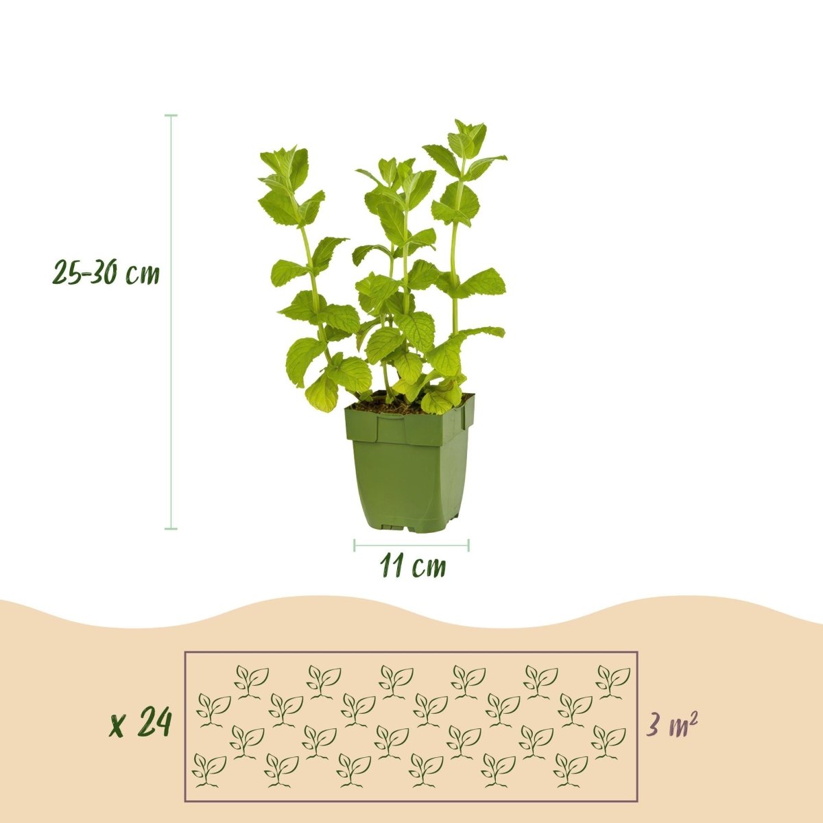 Kräuter - Paket - Kräutertee - 24 Stauden - Für 3 m² - Verschiedene Farben - Wenig Pflege - Topf 11 cm - Wurzelwerk Design