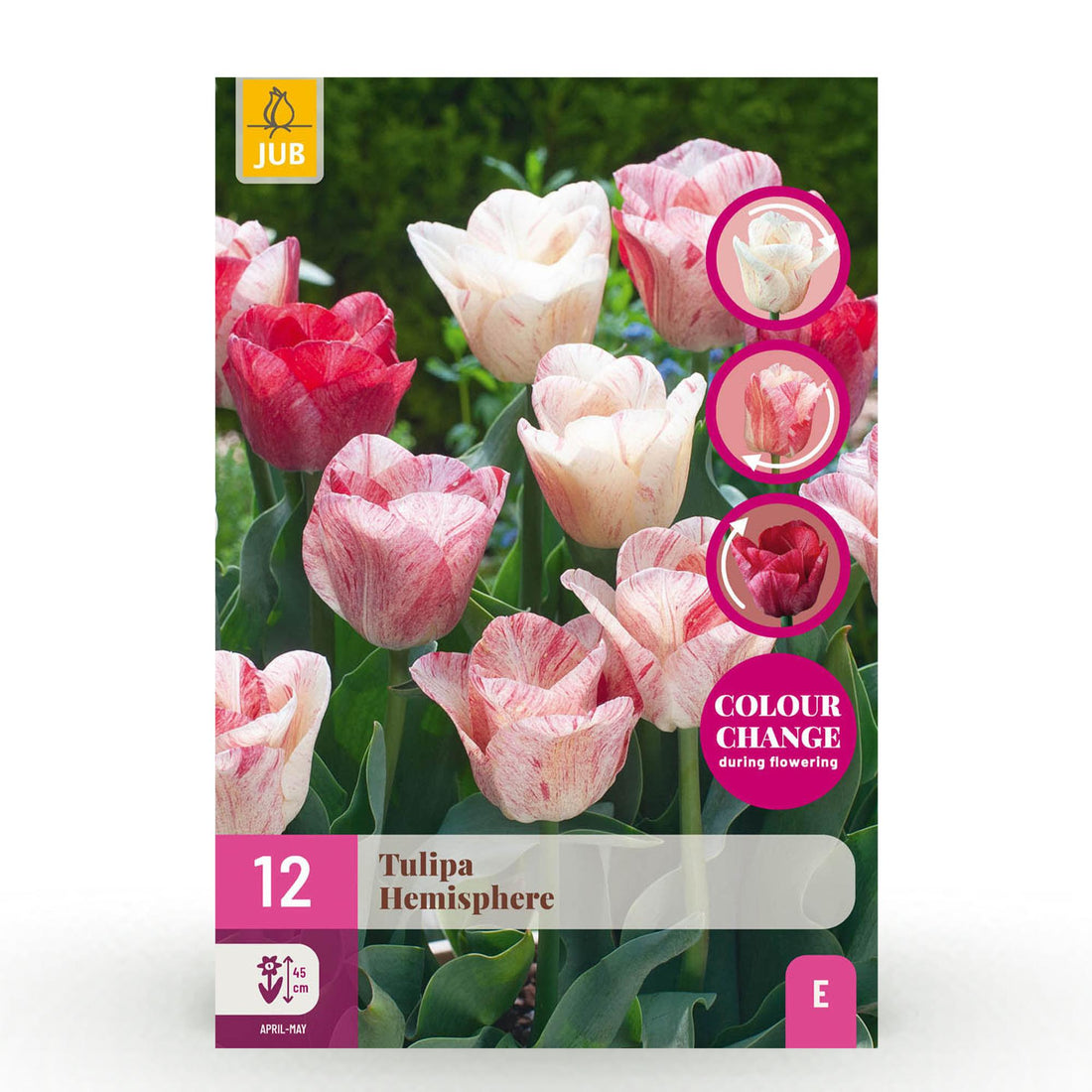 Blumenzwiebeln Tulpe Hemisphere Mischung | 12 Stück Bunte Farben – Zwiebelgröße 11/12 – XXL Pack