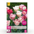 Blumenzwiebeln Tulpe Hemisphere Mischung | 12 Stück Bunte Farben – Zwiebelgröße 11/12 – XXL Pack - Wurzelwerk Design