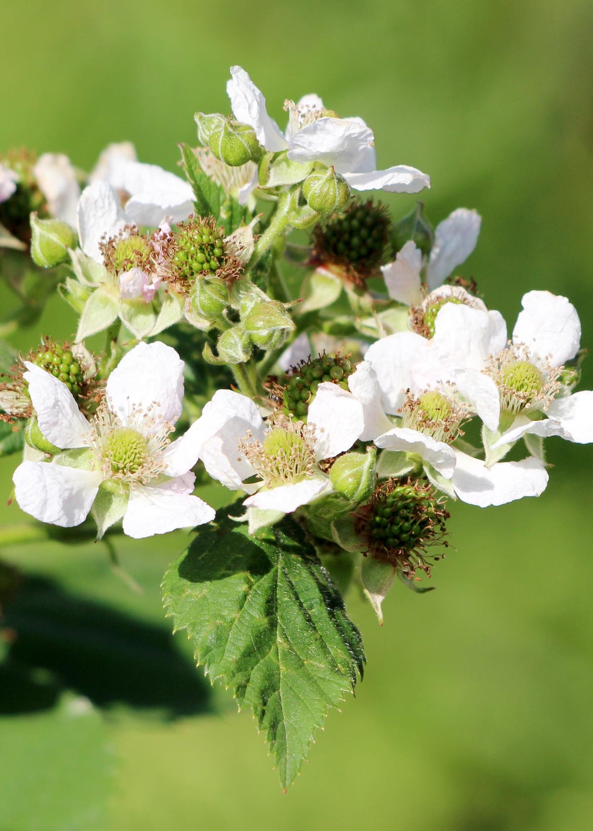 Himbeerpflanze ‚Malling Promise‘ von Everspring im 13 cm Topf, sommerliche rote Himbeeren und grüne Blätter.
