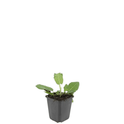 Salvia nemorosa ‘Mainacht’ – 24 Stück, Ø 9 cm Topf, Höhe 10–25 cm – Duftender, winterharter Ziersalbei für Garten &amp; Bienen - Wurzelwerk Design