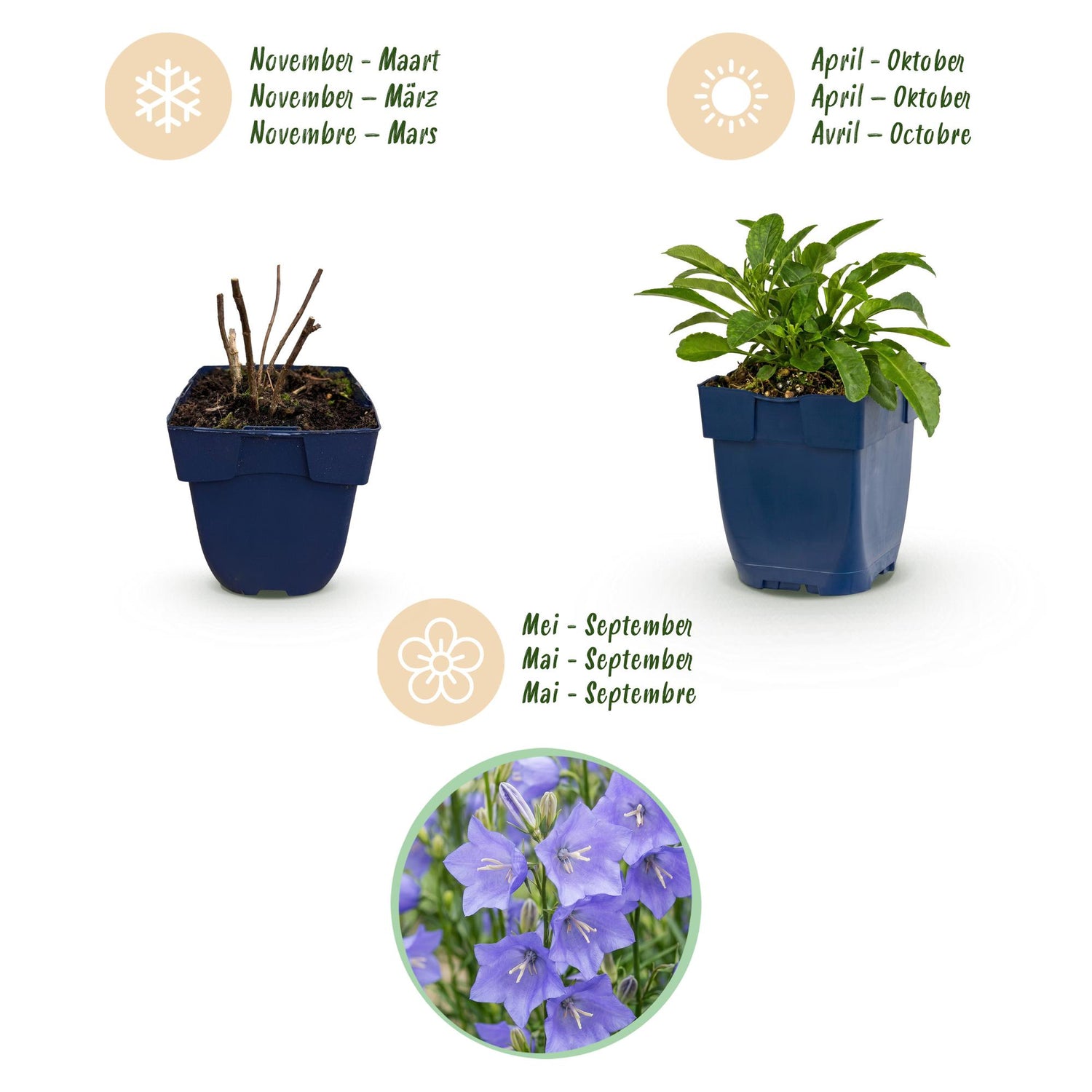 Pfirsichblättrige Glockenblume kaufen | Campanula persicifolia, blau