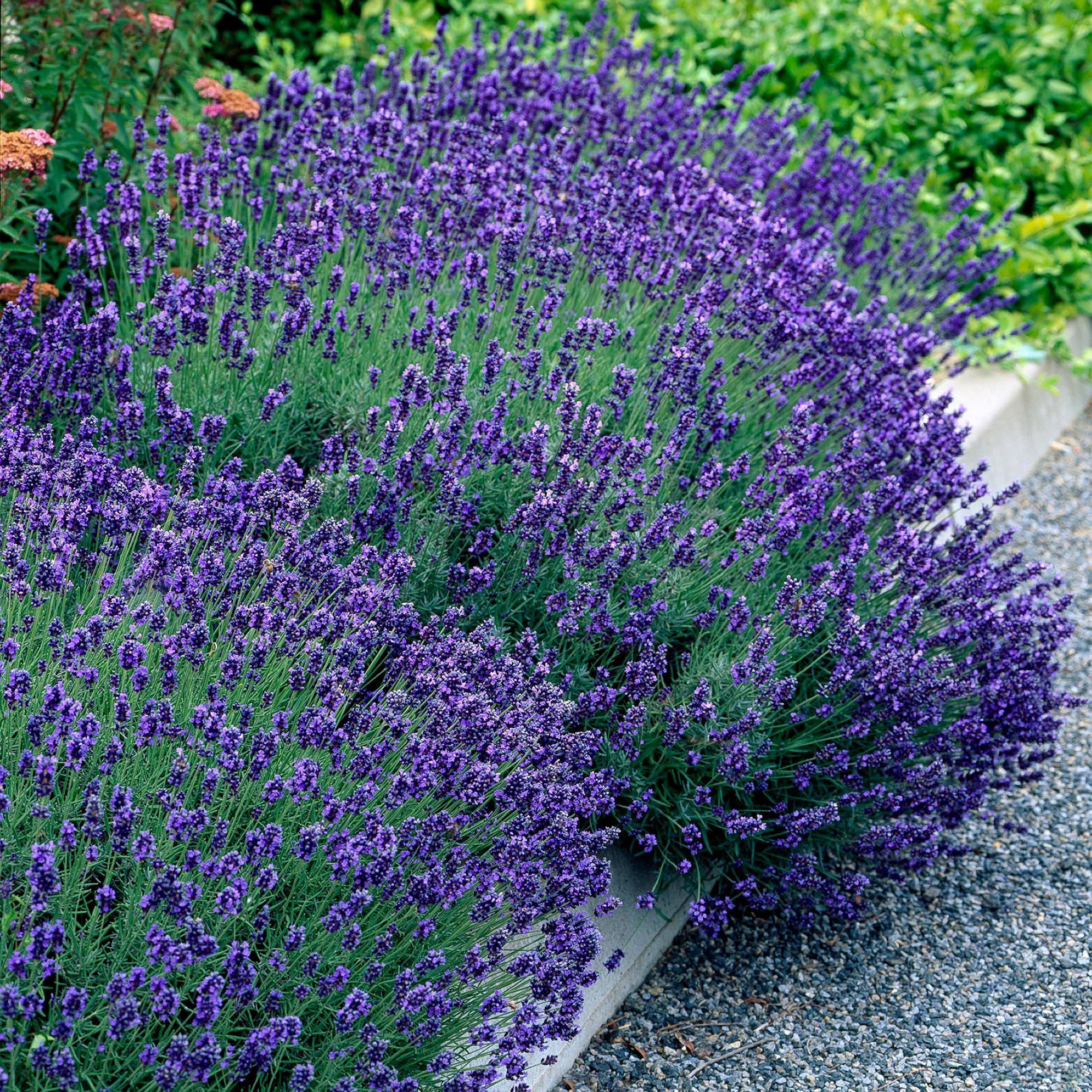 Lavendel Hidcote – Lavandula angustifolia online kaufen | 6 Pflanzen für 1 m Hecke, dunkelviolett &amp; bienenfreundlich – Wurzelwerk Design