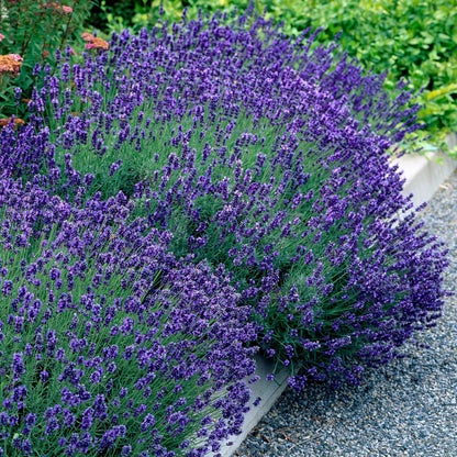 Lavendel Hidcote – Lavandula angustifolia online kaufen | 6 Pflanzen für 1 m Hecke, dunkelviolett &amp; bienenfreundlich – Wurzelwerk Design