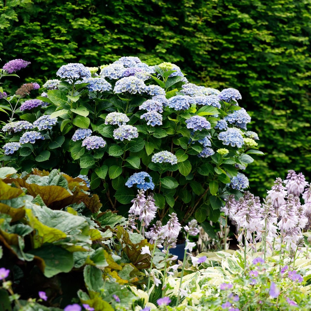 Balkon - Hortensie Magical Revolution Blue – 2 Pflanzen – 6–10 Blüten – Ø23 cm Topf – Höhe ca. 55 cm - Wurzelwerk Design
