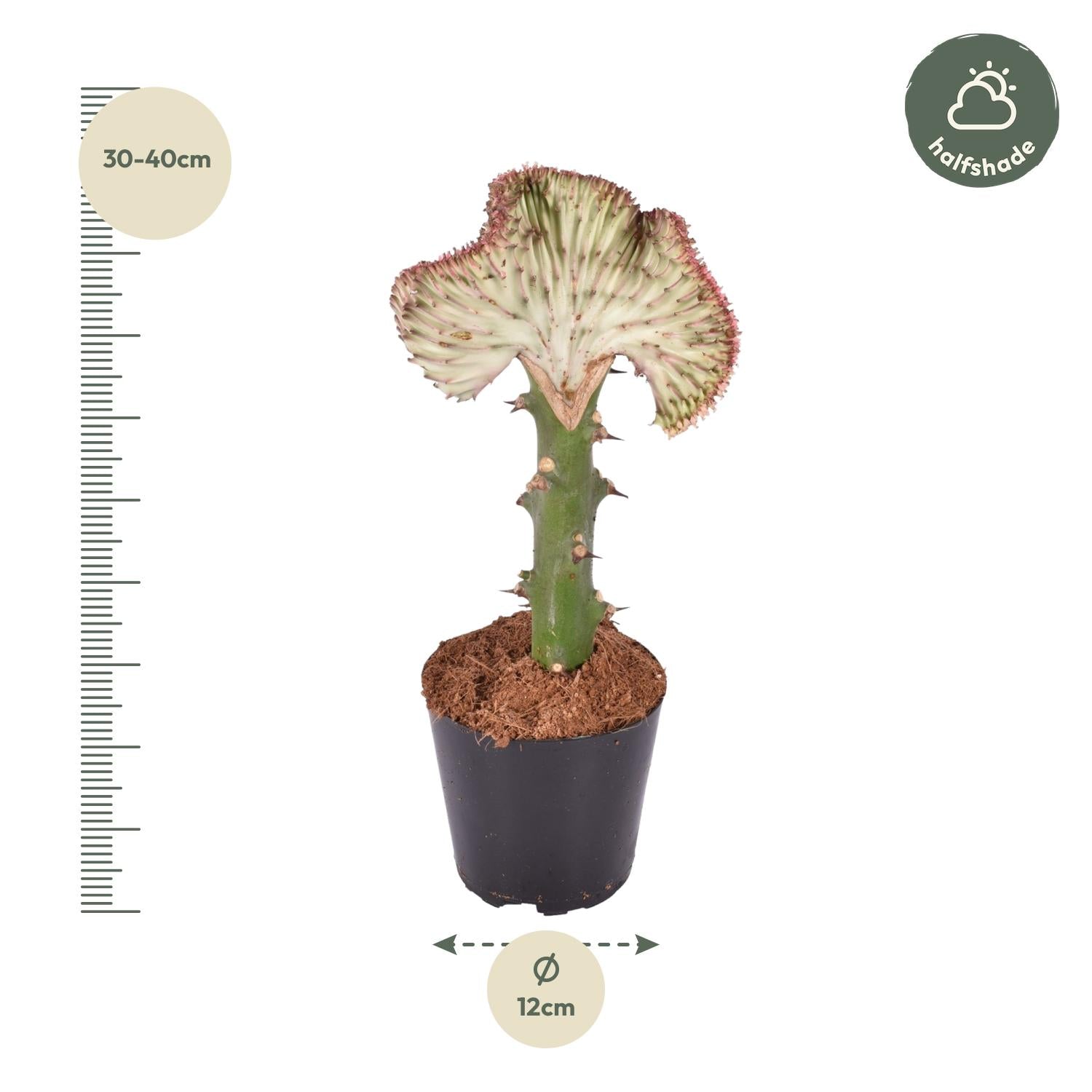 Euphorbia lactea Cristata rot - 35 cm - ø12