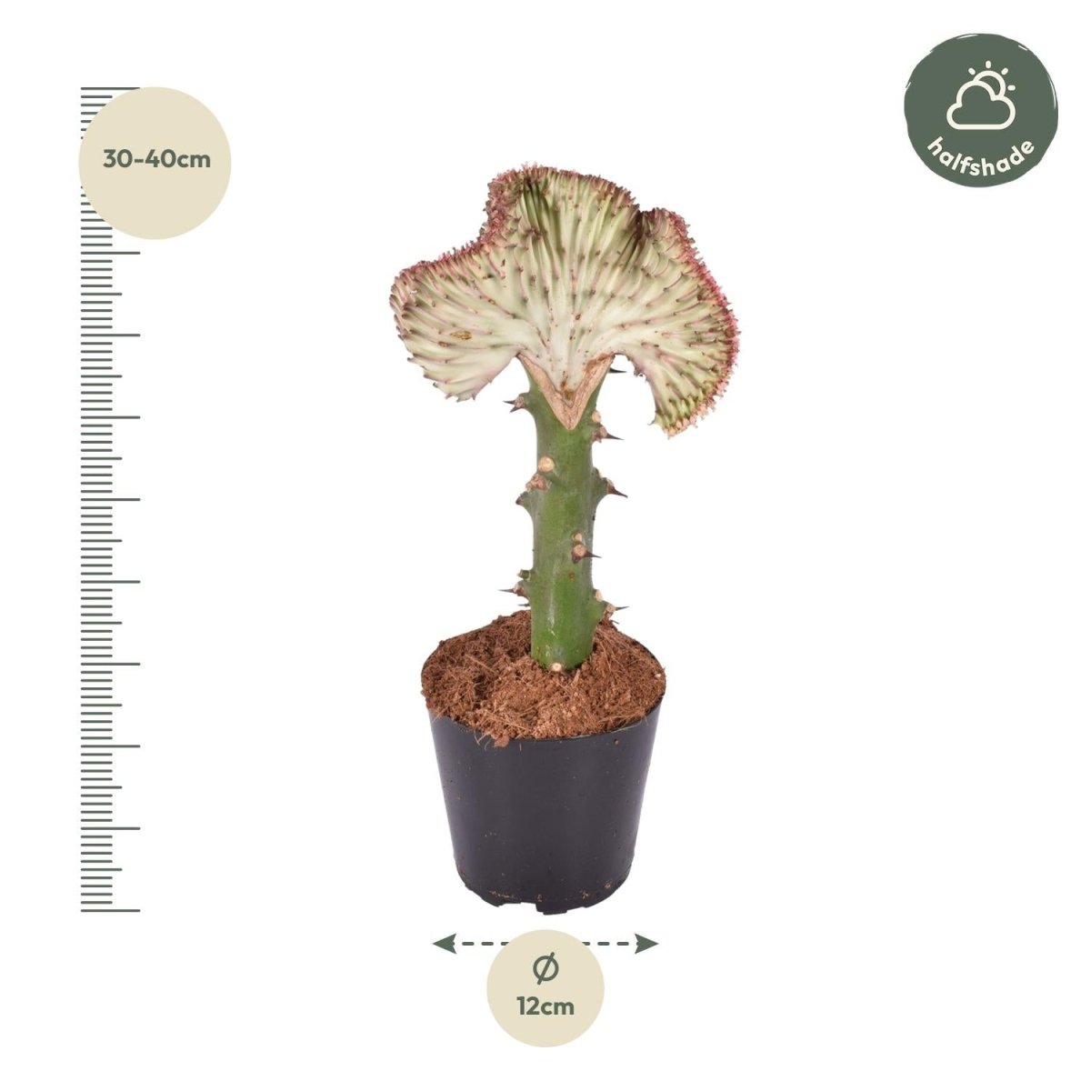 Euphorbia lactea Cristata rot - 35 cm - Ø 12 cm - Wurzelwerk Design