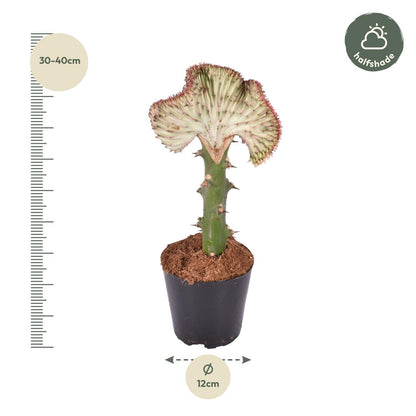 Euphorbia lactea Cristata rot - 35 cm - ø12