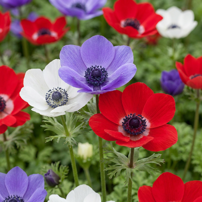Kronen-Anemone Mischung – Anemone coronaria de Caen online kaufen | 60 bis 240 Knollen, leuchtende Schnittblume – Wurzelwerk Design
