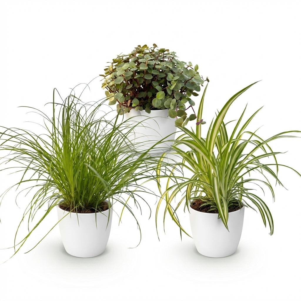 Drei Zimmerpflanzen im weißen, grauen oder Korb-Pot: Cyperus, Calissia, Chlorophytum, ca. 20 cm hoch, Everspring.