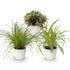 Drei Zimmerpflanzen im weißen, grauen oder Korb-Pot: Cyperus, Calissia, Chlorophytum, ca. 20 cm hoch, Everspring.