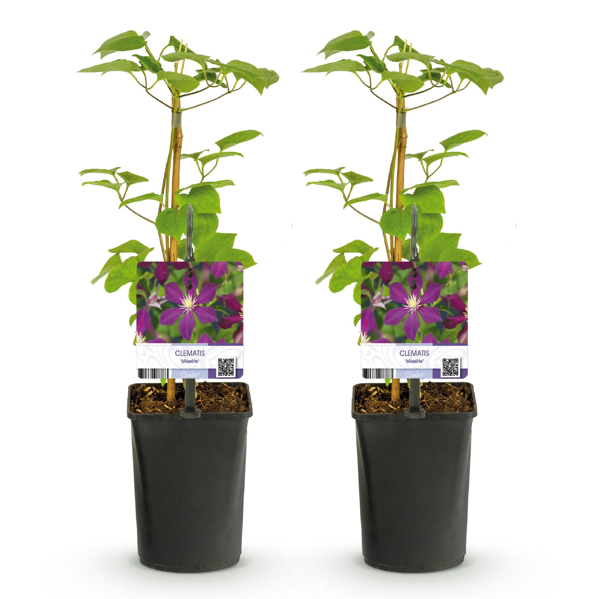Clematis Mikelite - Blüte Lila - Wenig Pflege - 2 Pflanzen - Topf 11cm Höhe 40cm