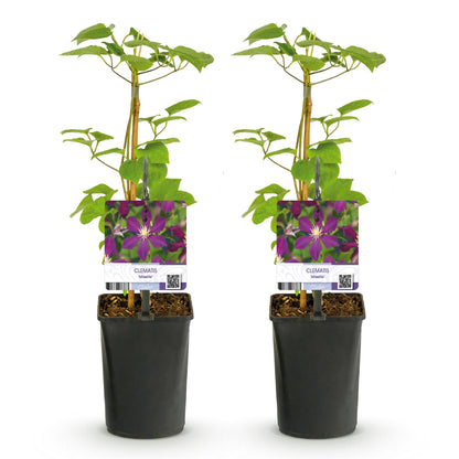 Clematis Mikelite - Blüte Lila - Wenig Pflege - 2 Pflanzen - Topf 11cm Höhe 40cm