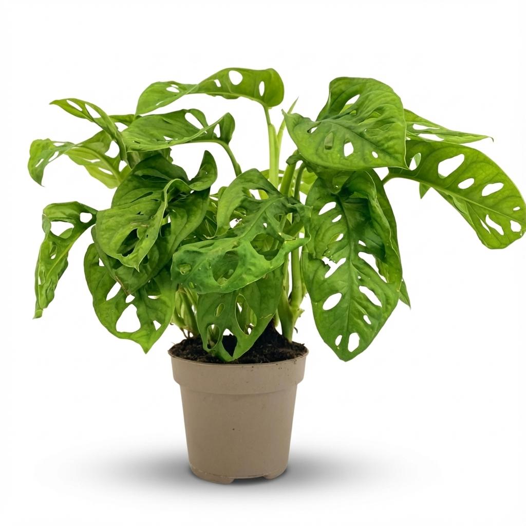 Everspring Monstera Adansonii Monkey Mask Pflanze, 12 cm Durchmesser, Höhe 25-35 cm, grüne Blätter mit einzigartigem Muster