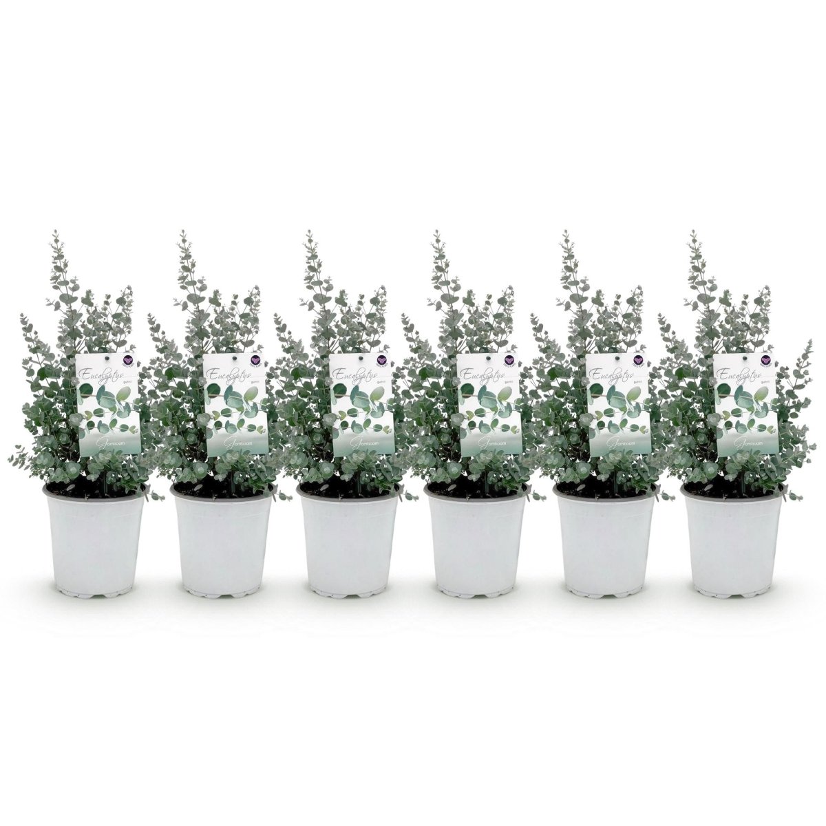 Terrassenpflanze - Eukalyptusbaum - Eukalyptus gunnii - Grau - 6 Pflanzen - Winterhart - Topf 17cm Höhe 40cm - Wurzelwerk Design