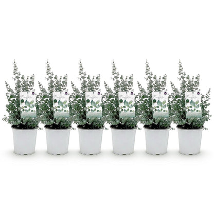 Terrassenpflanze - Eukalyptusbaum - Eukalyptus gunnii - Grau - 6 Pflanzen - Winterhart - Topf 17cm Höhe 40cm - Wurzelwerk Design