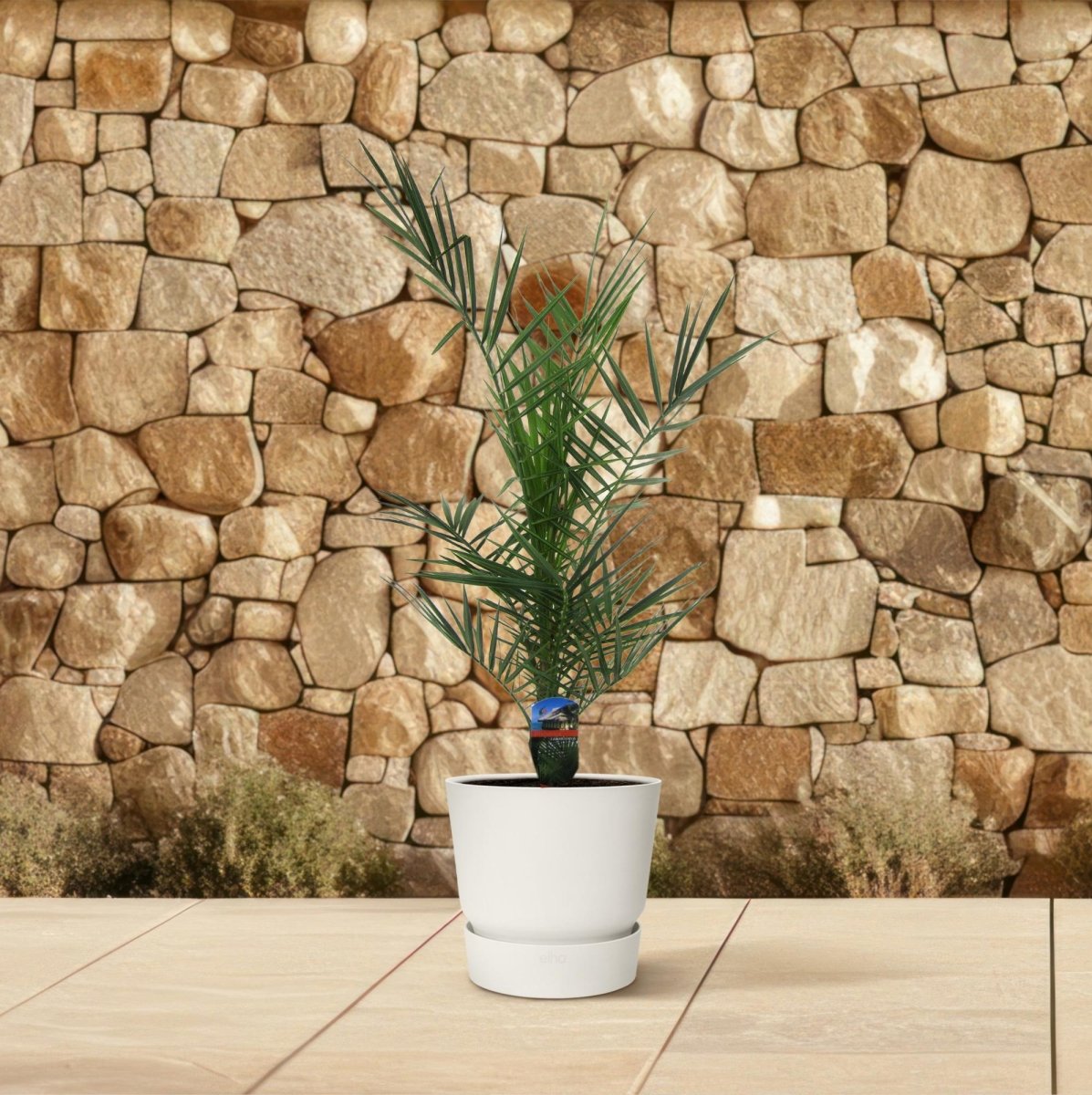 Kanarische Dattelpalme – Phoenix canariensis – Mediterrane Kübel - &amp; Gartenpflanze – Immergrün - Wurzelwerk Design