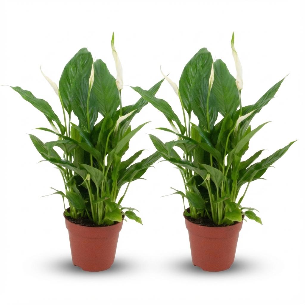 Zwei Everspring Spathiphyllum Einblatt Pflanzen mit 12 cm Durchmesser und 35-40 cm Höhe, grüne Blätter, auf einem weißen Hintergrund.