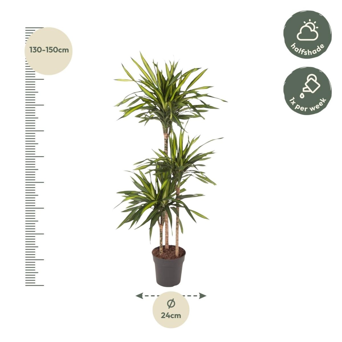 Dracaena Riki – Pflegeleicht &amp; luftreinigend - Wurzelwerk Design