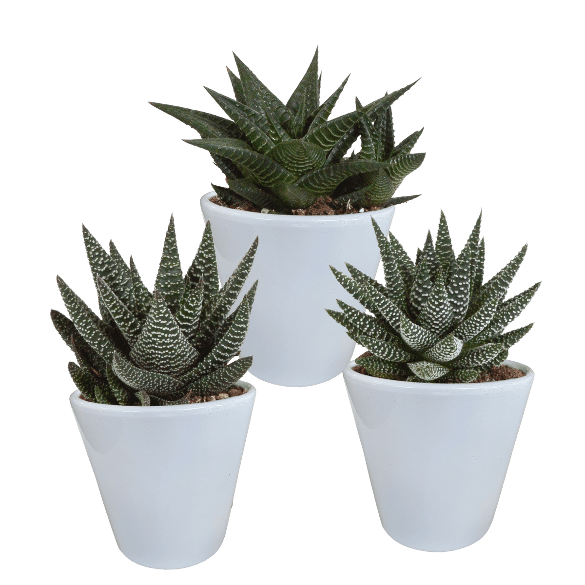 Drei Everspring Gasteria und Haworthia Pflanzen in weißen Töpfen, ca. 8,5 cm Durchmesser, saftig grün und robust.