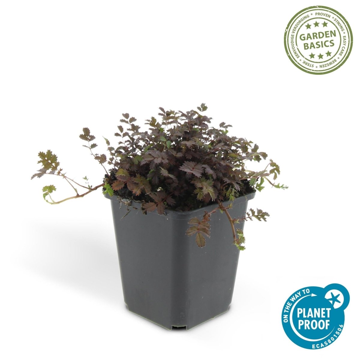 6x Acaena microphylla ‘Kupferteppich’ - Höhe 10 - 25 cm - Ø 9 cm - Wurzelwerk Design