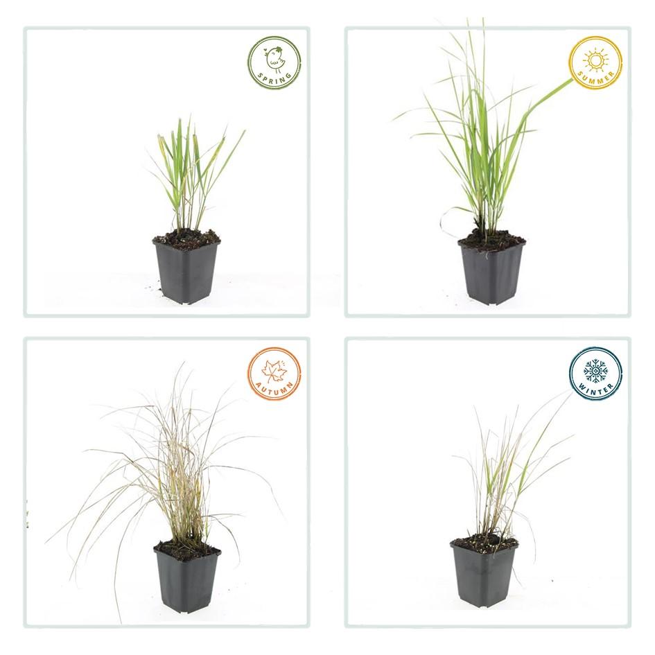 24x Calamagrostis acutiflora ‘Karl Foerster’ – Garten - Reitgras für moderne &amp; naturnahe Gärten – Höhe 10–25 cm – Ø 9 cm - Wurzelwerk Design