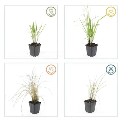 24x Calamagrostis acutiflora ‘Karl Foerster’ – Garten - Reitgras für moderne &amp; naturnahe Gärten – Höhe 10–25 cm – Ø 9 cm - Wurzelwerk Design