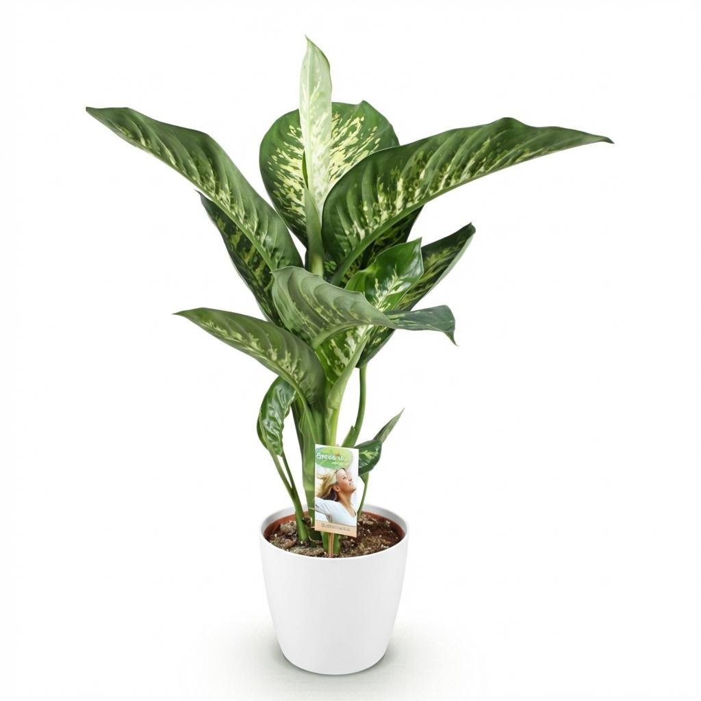 Everspring Diefenbachia Tropic Snow mit grauem und weißem Topf, 90-100cm hohe Pflanze, große grüne Blätter
