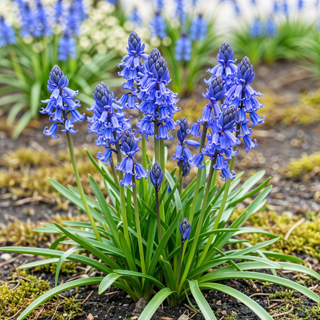 Blumenzwiebeln Hyacinthoides non-scripta von Everspring, 20 blaue Zwiebeln Größe 7/8, XXL Pack, frisch und gesund