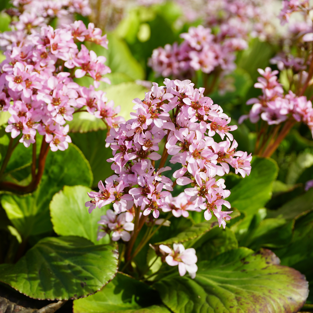 Sechs Bergenien von Everspring, 10-25cm hoch, mit grünen Blättern und rosa Blüten, in kleinen Töpfen mit Durchmesser 9cm