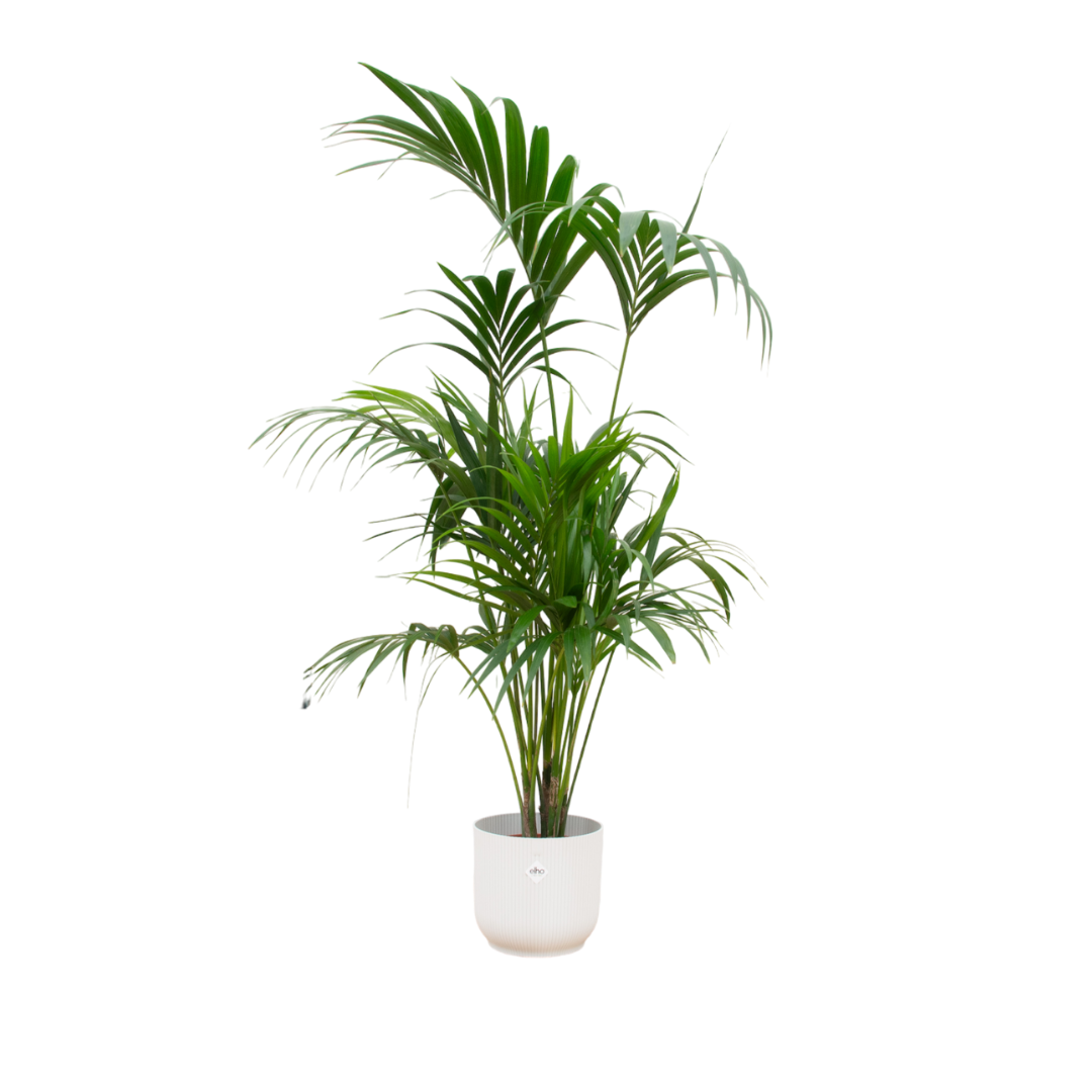 Everspring Kentia-Palme im Elho Vibes Fold Round Pflanzgefäß, 30 cm Durchmesser, 180 cm hoch, grün und eleganter Pflanzenkorb
