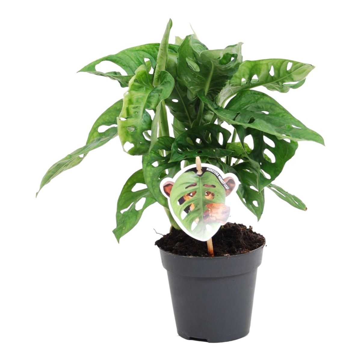 Monstera Monkey Leaf kaufen – Monstera obliqua, trendige Lochpflanze - Wurzelwerk Design