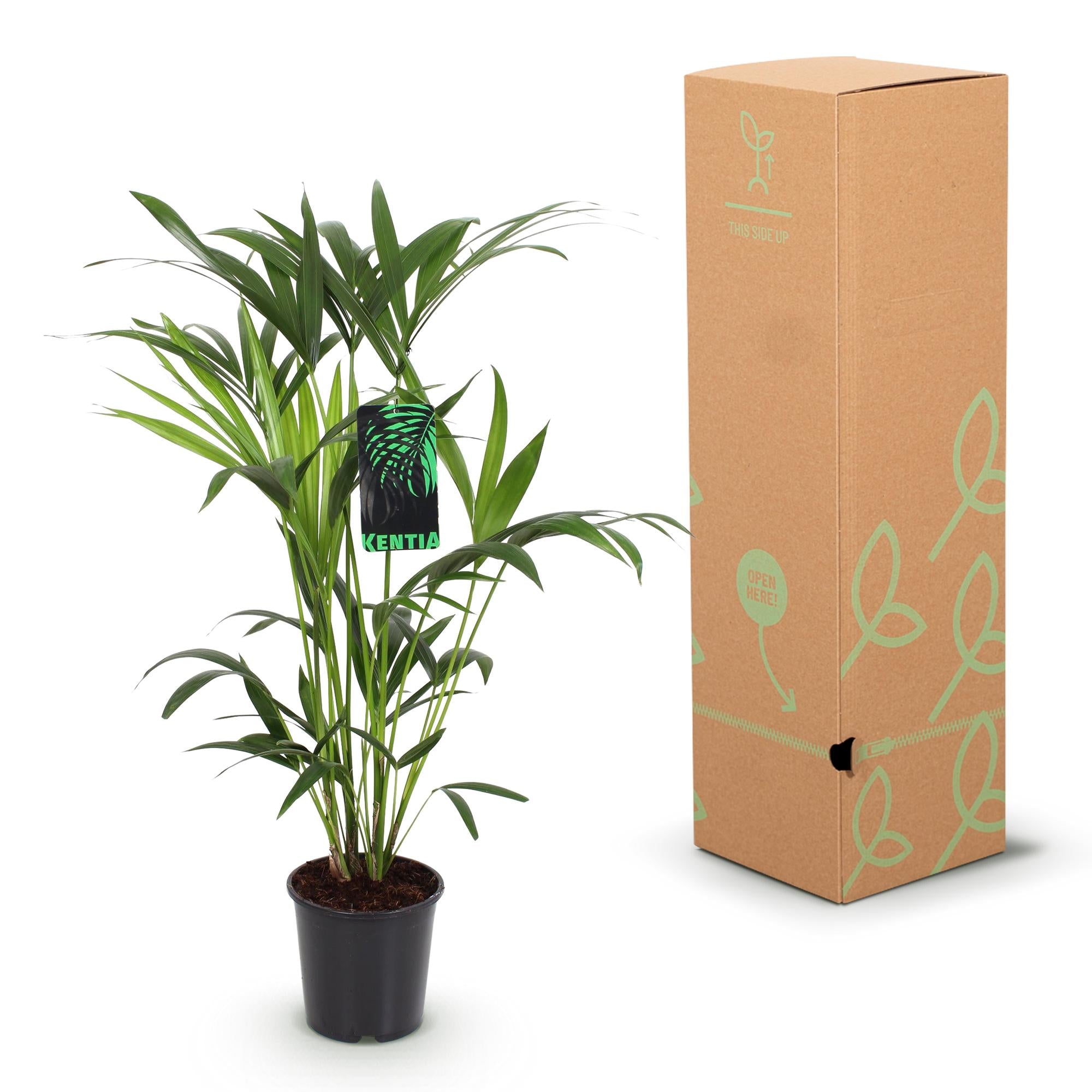 Everspring Howea Forsteriana Kentia Palme in Topf, 80-85cm, mit weißem, grauem Topf oder Korb, grüne Pflanze für Innenräume