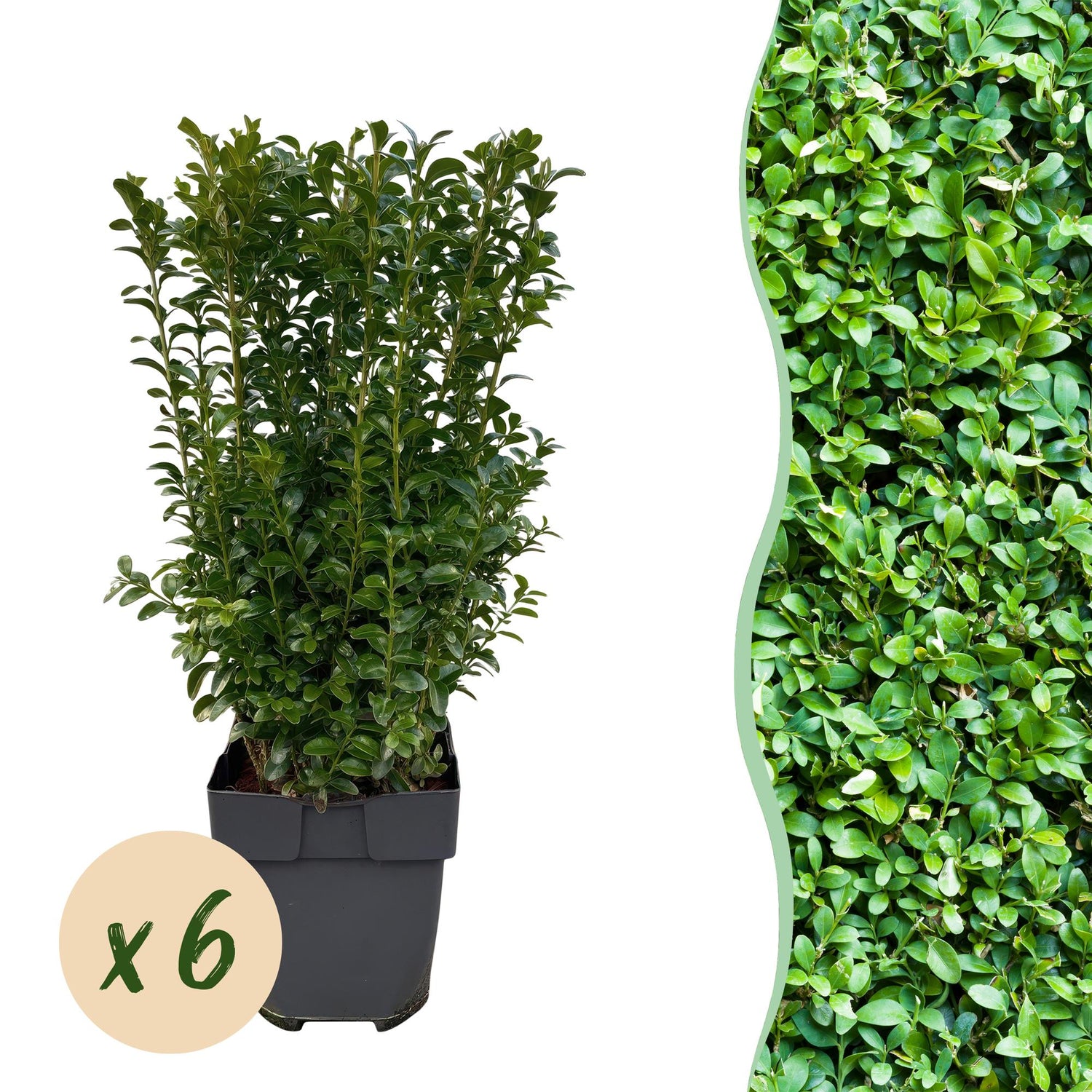 Buchsbaum – Buxus sempervirens online kaufen | 6 Pflanzen für 1 m Hecke, immergrün &amp; formschnittfest – Wurzelwerk Design