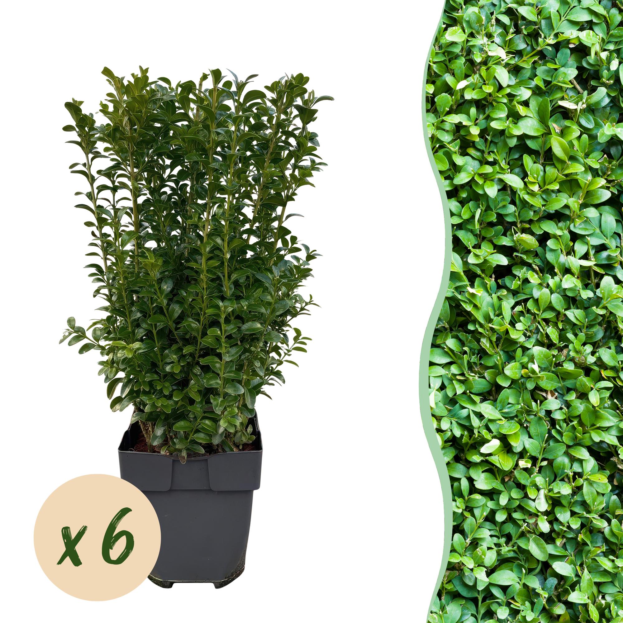 Buchsbaum – Buxus sempervirens online kaufen | 6 Pflanzen für 1 m Hecke, immergrün &amp; formschnittfest – Wurzelwerk Design