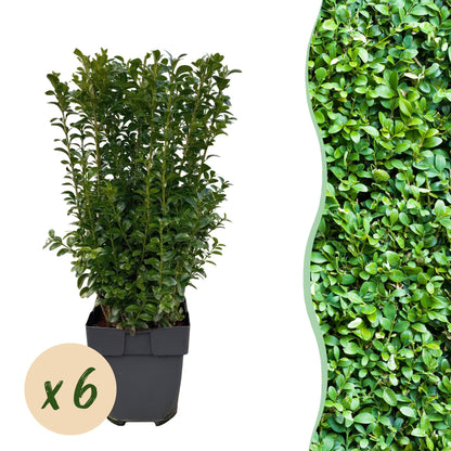 Buchsbaum – Buxus sempervirens online kaufen | 6 Pflanzen für 1 m Hecke, immergrün &amp; formschnittfest – Wurzelwerk Design