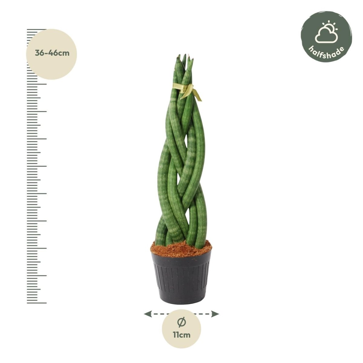 Sansevieria cylindrica ‘Twist’ – 40 cm Spiralen‑Bogenhanf - Wurzelwerk Design