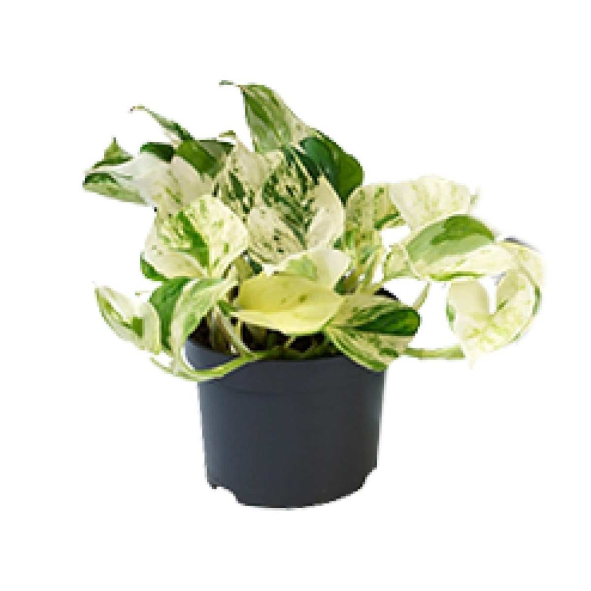 PROMO - Epipremnum Happy Leaf - Scindapsus - Ø12cm - ↕15cm - Wurzelwerk Design