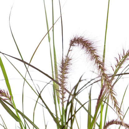 Pennisetum x advena &