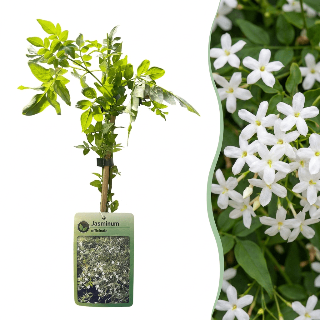 Echter Jasmin kaufen – Jasminum officinale | weiß, Ø 9 cm, Höhe 35 cm - Wurzelwerk Design