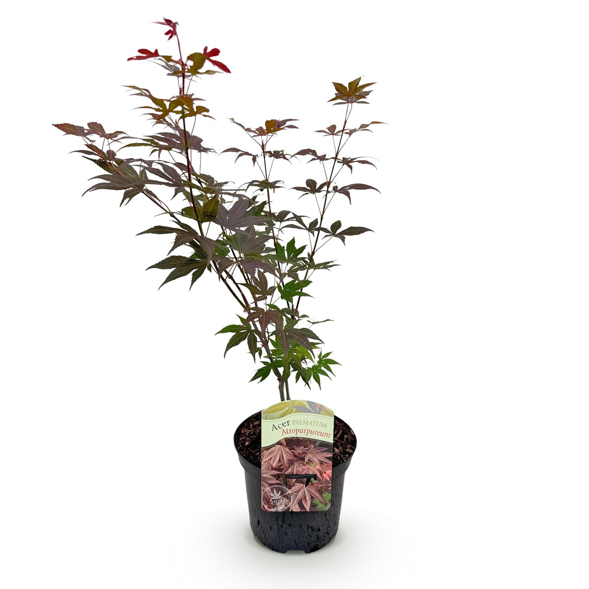 Japanischer Ahorn Atropurpureum in lila, laubabwerfend, Topf 19cm, Höhe 70cm, Everspring Pflanze für Garten und Balkon