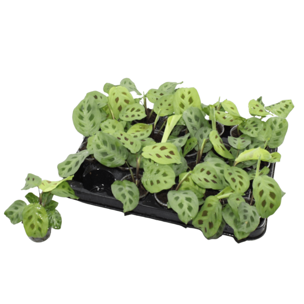 Maranta &