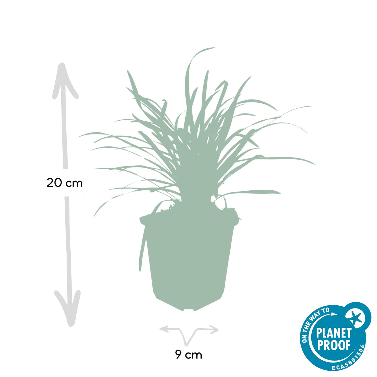 Sechs Liriope muscari &