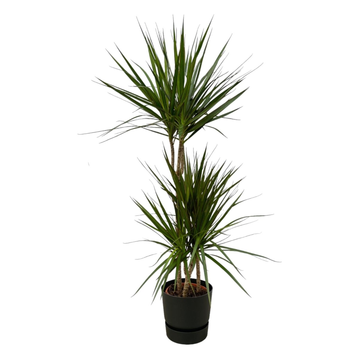 Dracaena Marginata kaufen – Drachenbaum mit Topf oder Korb - Wurzelwerk Design