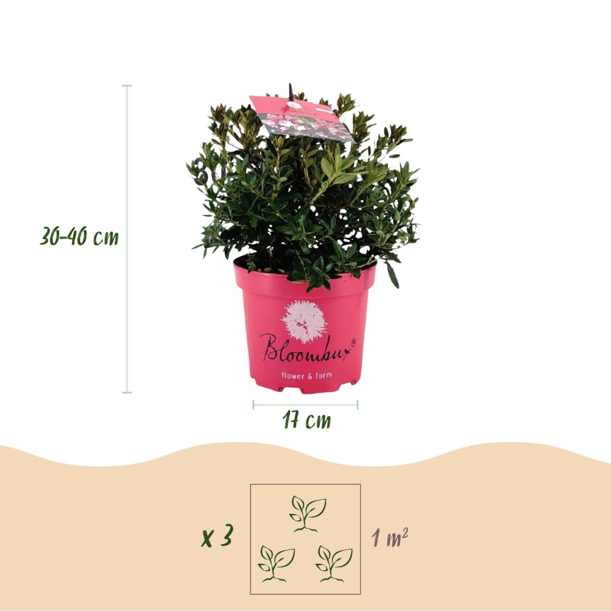 Rhododendron Bloombux Magenta kaufen | Topf Ø 17 cm, Höhe 30–40 cm - Wurzelwerk Design
