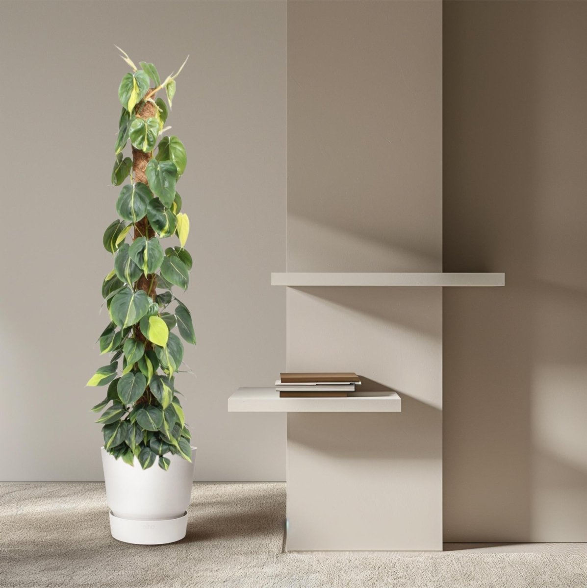 Philodendron scandens ‘Brasil’ | Herzblatt - Philodendron – Bunte Kletter - &amp; Hängepflanze - Wurzelwerk Design