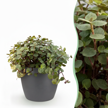 Callisia repens Katzengras in Topf mit 12 cm Durchmesser, haustierfreundlich, von Everspring, grüne Pflanze für Katzen.