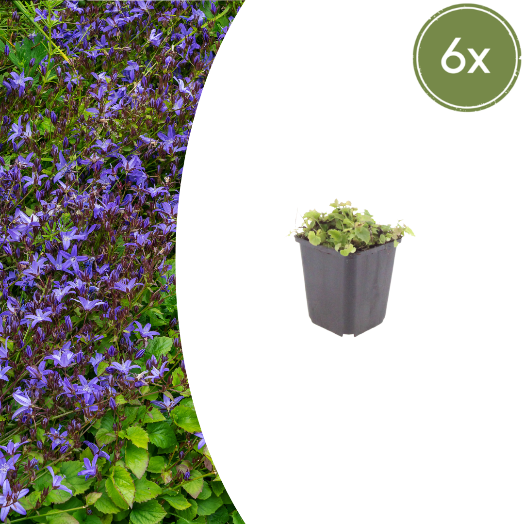 6x Campanula poscharskyana - Höhe 10 - 25 cm - Ø 9 cm - Wurzelwerk Design