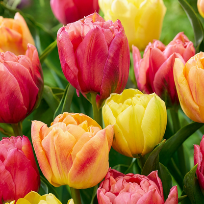 Tulpen-Mischung Symbiosa – Tulipa online kaufen | 12 bis 96 Blumenzwiebeln, abgestimmte Farbkomposition – Wurzelwerk Design